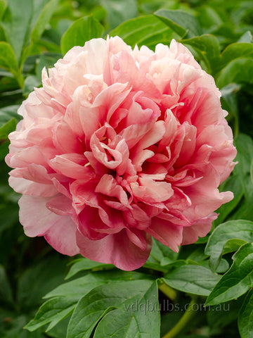 Oochigeas - Itoh Peony