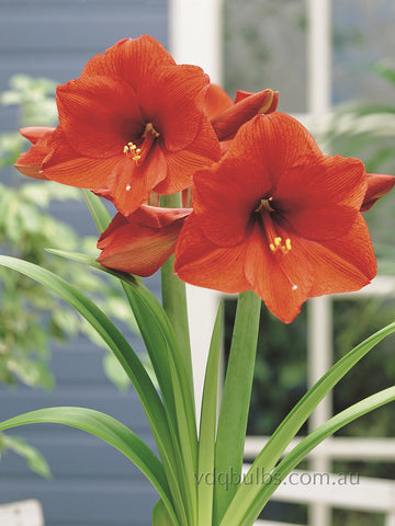 Orange Sovereign - Hippeastrum