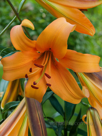 Orange Space - OT Lilium