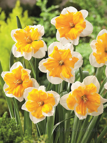 Orangery - Daffodil