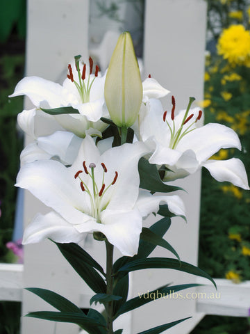 Pacific Ocean - Oriental Lilium