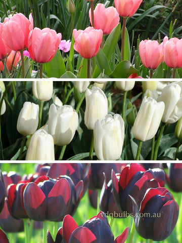 Pastel Flow Blend - Tulips