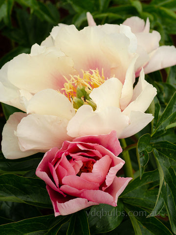 Pastel Lilas - Itoh Peony