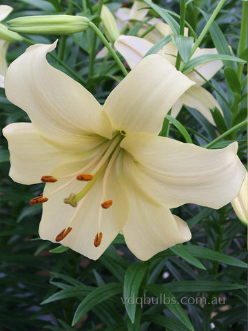 Pearl White - Lilium