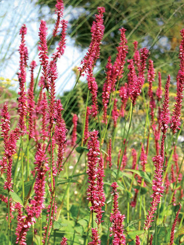 Persicaria amplexicaulis 'Summer Dance'
