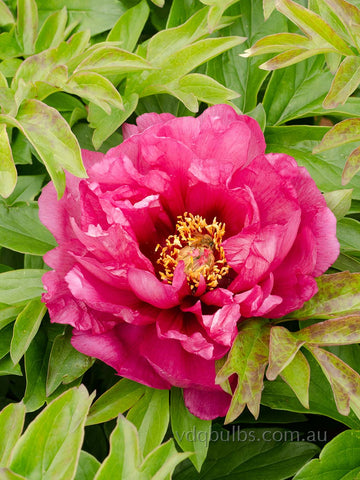 Pink Ardour - Itoh Peony