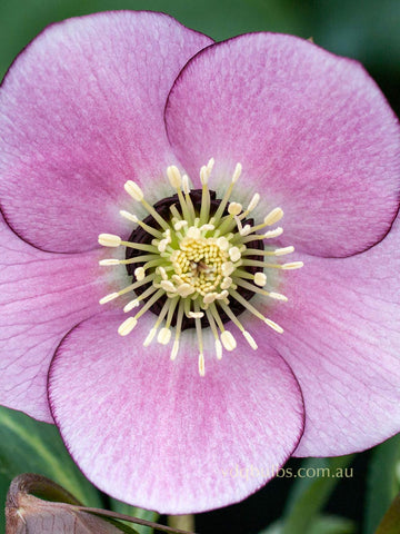 Pink Dark Centre Single - Hellebore