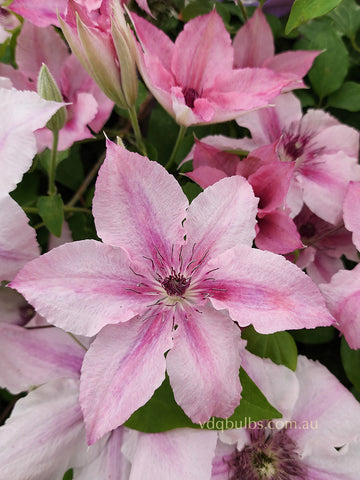 Pink Fantasy - Clematis