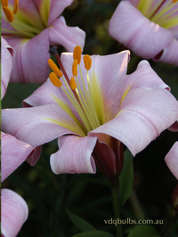 Pink Planet - Lilium