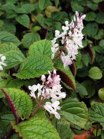 Plectranthus Coleoides 'Nico'