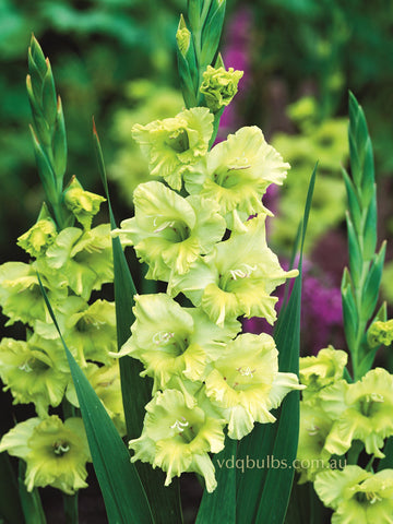 Prima Verde - Gladioli