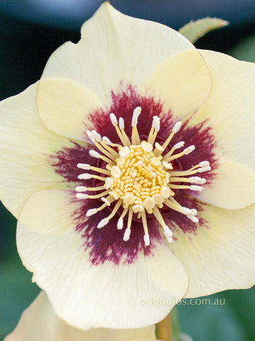 Primrose Yellow Dark Centre - Hellebore