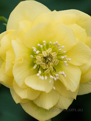 Primrose Yellow Double - Hellebore