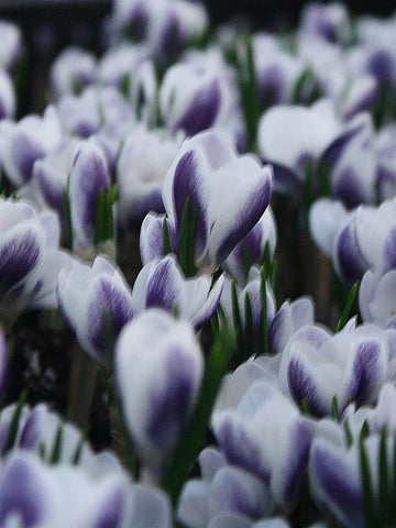 Prins Claus - Crocus