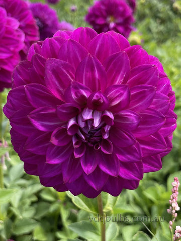 Purple Jean - Dahlia