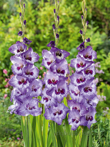 Purple Party - Gladioli