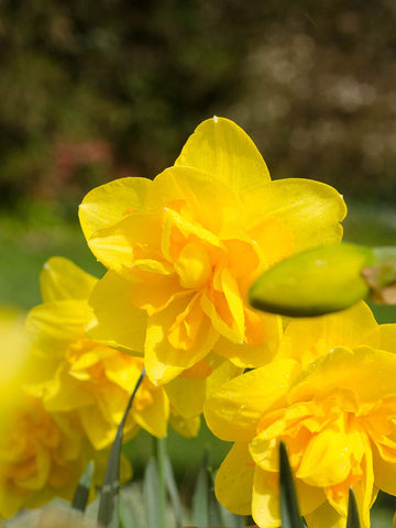 Queen's Day - Daffodil