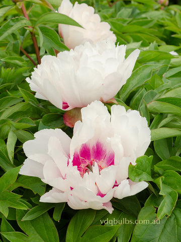 Raggedy Ann - Itoh Peony