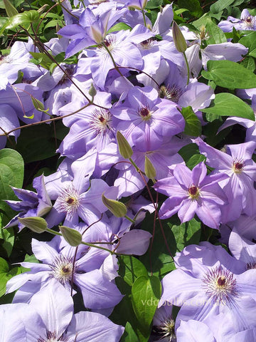 Ramona - Clematis