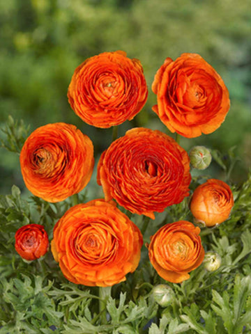 Orange Ranunculus