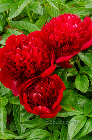 Red Charm - Herbaceous Peony