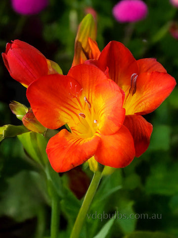 Red Passion - Single Freesia