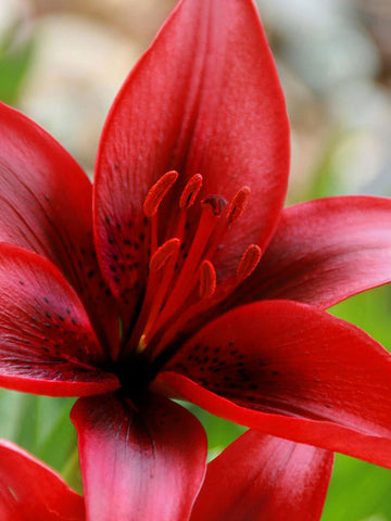 Red Power - Lilium