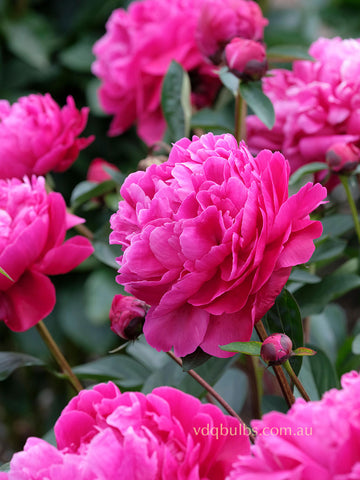 Red Sarah Bernhardt - Herbaceous Peony