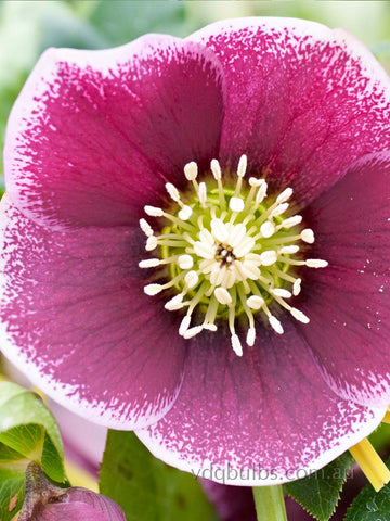 Reverse Picotee Single - Hellebore