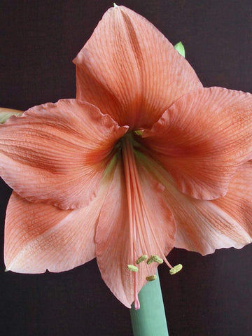 Rilona - Hippeastrum