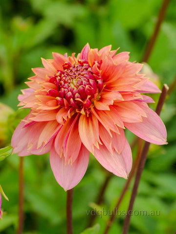 Ron's Beauty - Dahlia