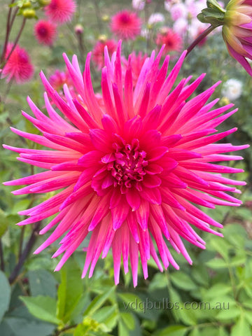 Rose - Dahlia