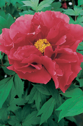 Rose Flame - Tree Peony