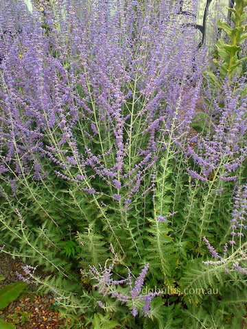 Salvia yangii