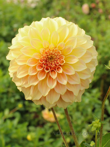 Sand Dune - Dahlia