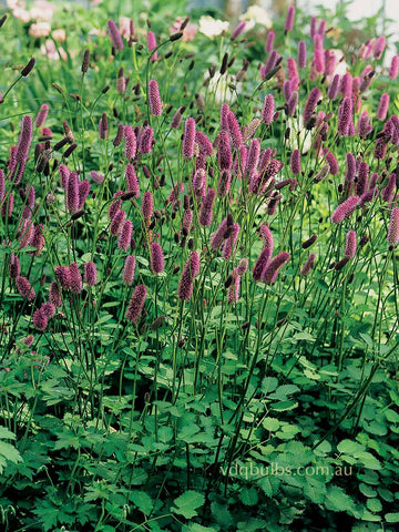 Sanguisorba 'Blackthorn'