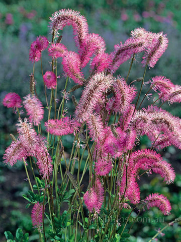Sanguisorba obtusa