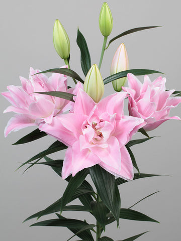 Sarah Bernhardt - Double Oriental Lilium