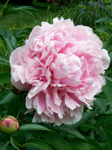 Sarah Bernhardt - Herbaceous Peony