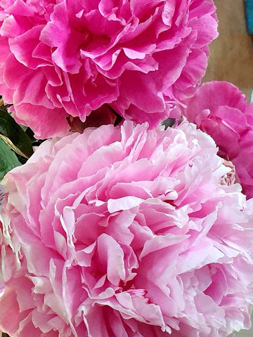 Sarah Sport - Herbaceous Peony
