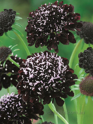 Scabiosa 'Black Knight'