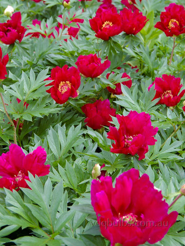 Scarlet Heaven - Itoh Peony