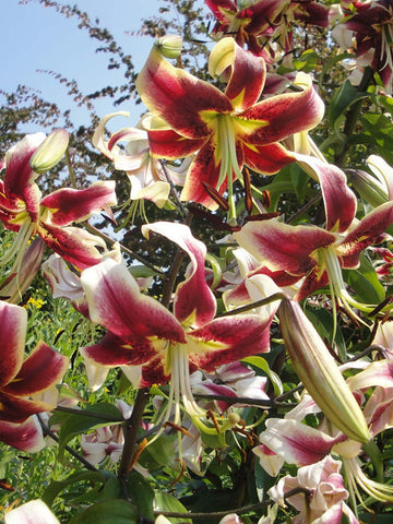 Scheherazade - OT Lilium