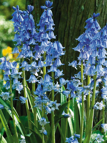 Scilla hispanica - Spanish Blue Bells