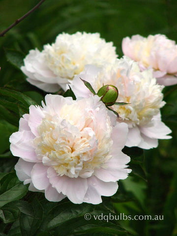 Shirley Temple -  Herbaceous Peony