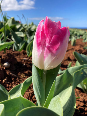 Sinfonie - Tulip