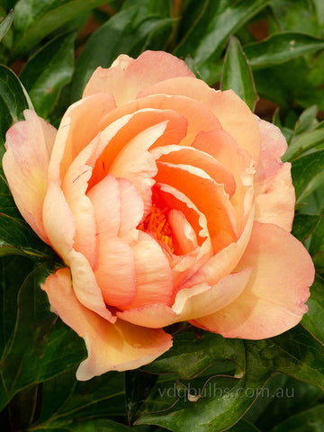 Singing in the Rain - Itoh Peony