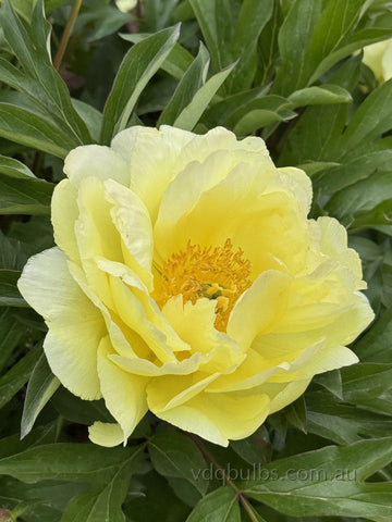 Smith Family Yellow - Itoh Peony