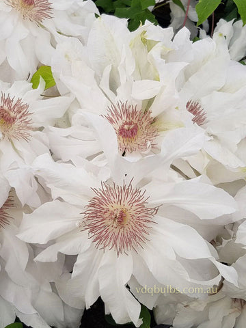 Snow Gem - Clematis