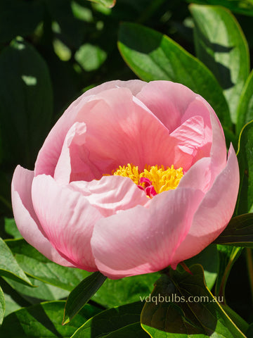 Soft Salmon Saucer - Herbaceous Peony
